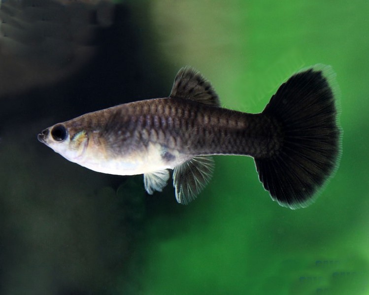 Black moscow-female guppy